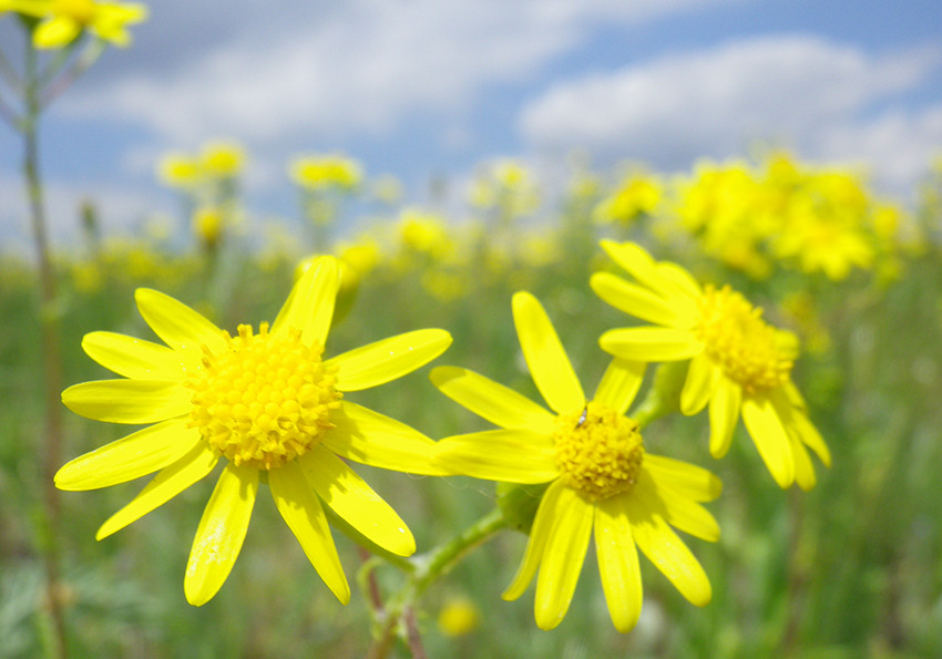 звичайне (Senecio vulgaris )
